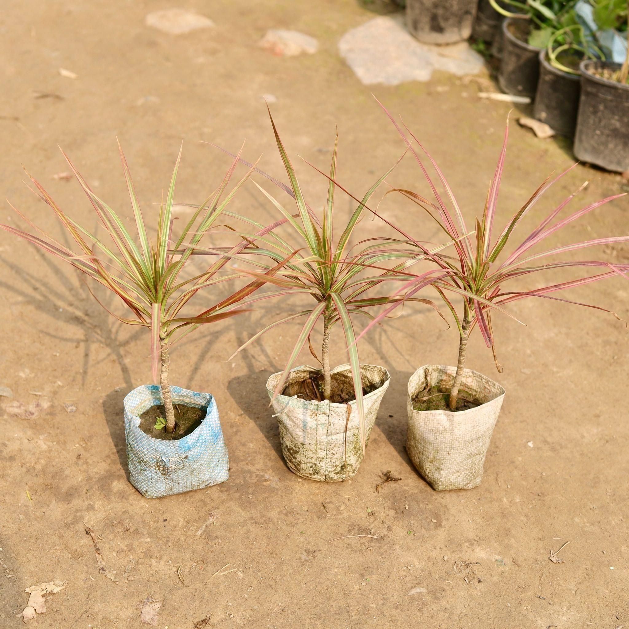 Set of 3 - Dracaena colorama / Marginata in 5 Inch Nursery Bag