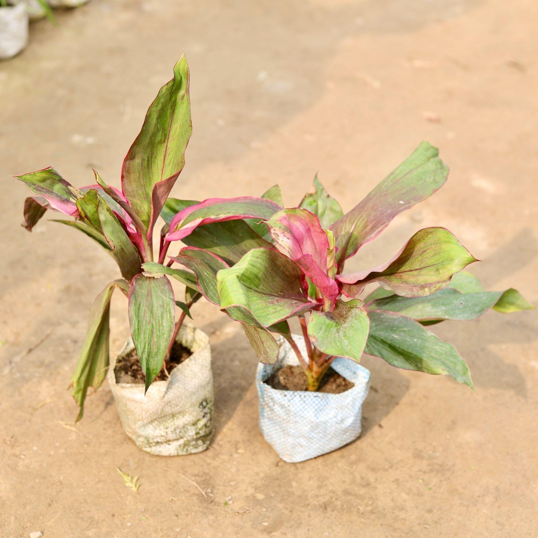 Set of 2 - Dracaena Kedarnath in 5 Inch Nursery Bag