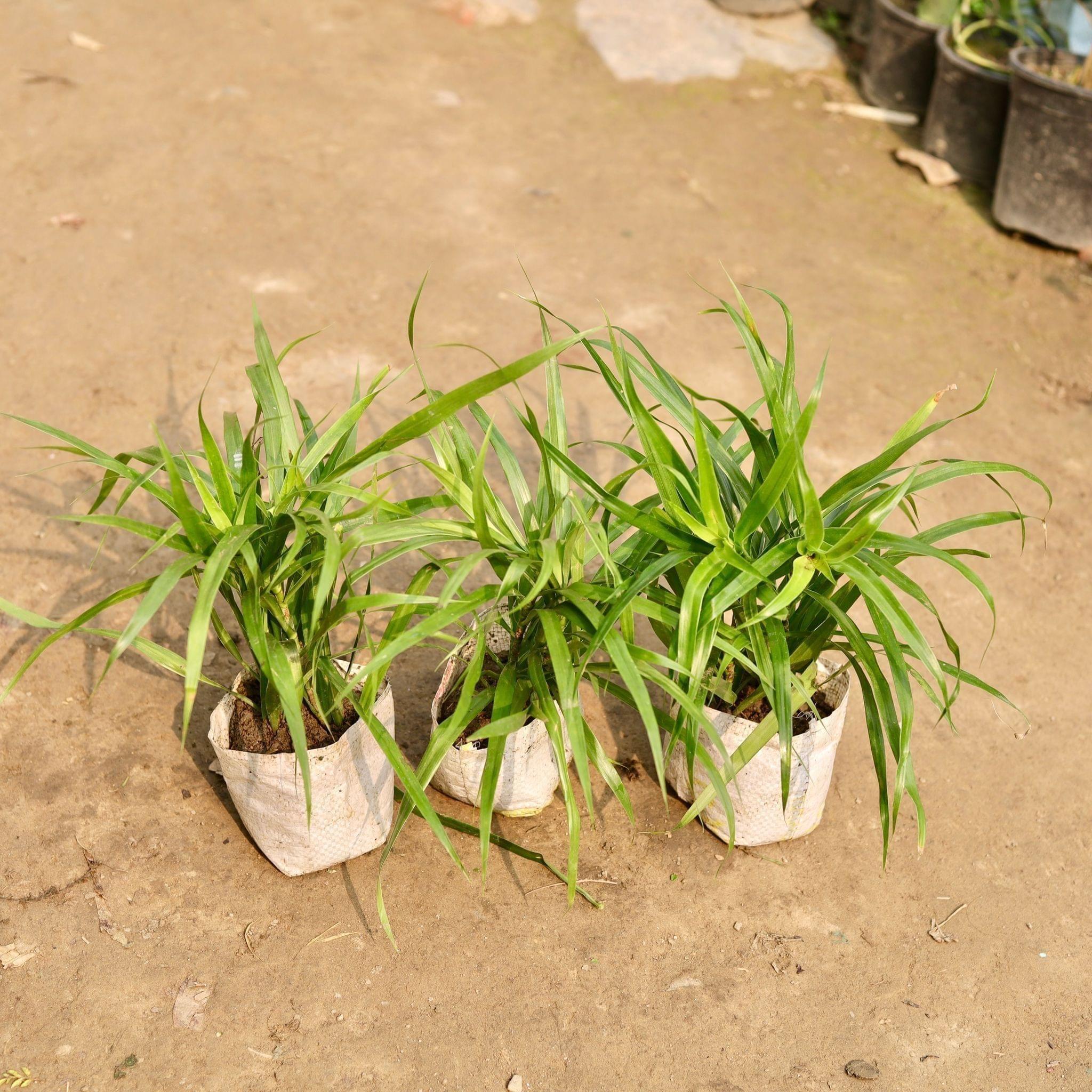 set of 3 dracaena green in 5 Inch Nursery Bag