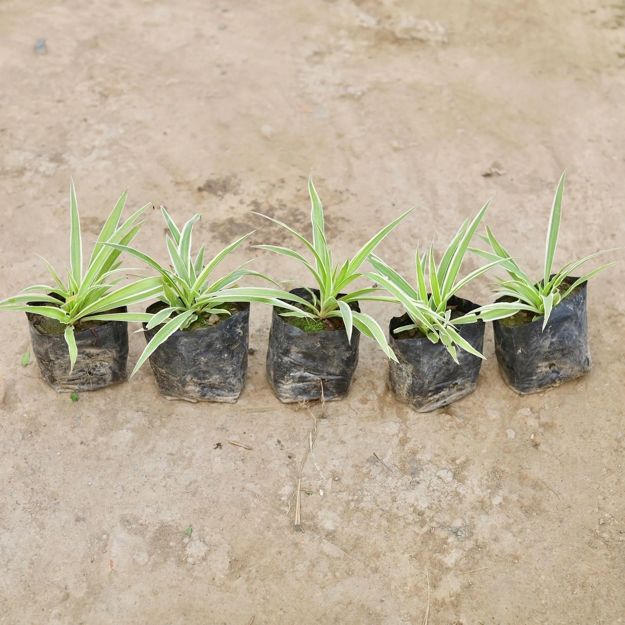 Set of 5 - Spider Plant in 3 Inch Nursery Bag