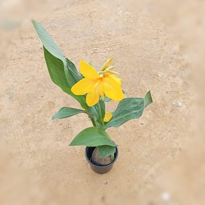 Buy Canna Yellow in 8 Inch Nursery Pot Online | Urvann.com