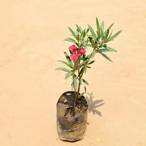 Oleander / Kaner Pink in 5 Inch Live Plant Nursery Bag