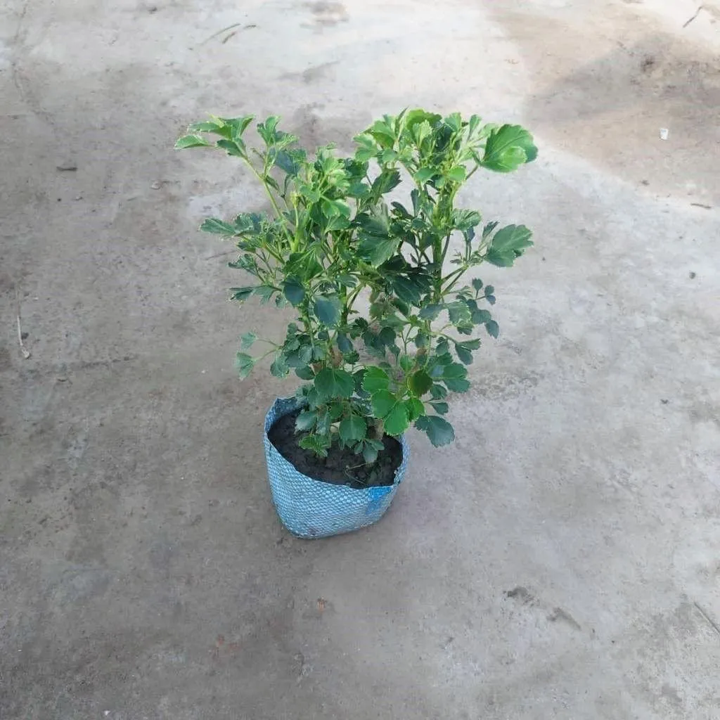Aralia Bush in 4 Inch Nursery Bag