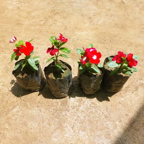Set of 4 - Vinca / Periwinkle / Sadabahar (any colour) in 3 Inch Nursery bag