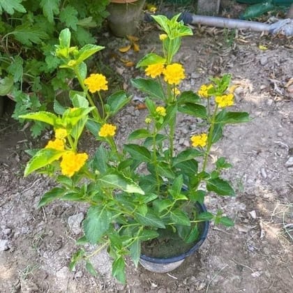 Buy Lantana Yellow in 8 Inch Nursery Pot Online | Urvann.com
