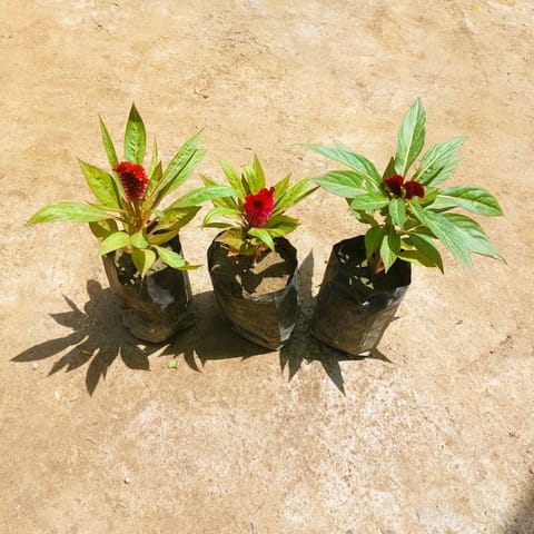 Set of 3 - Celosia / Cockscomb (any colour) in 3 Inch Nursery bag