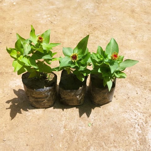 Set of 3 - Zinnia Double (any colour) in 3 Inch Nursery bag