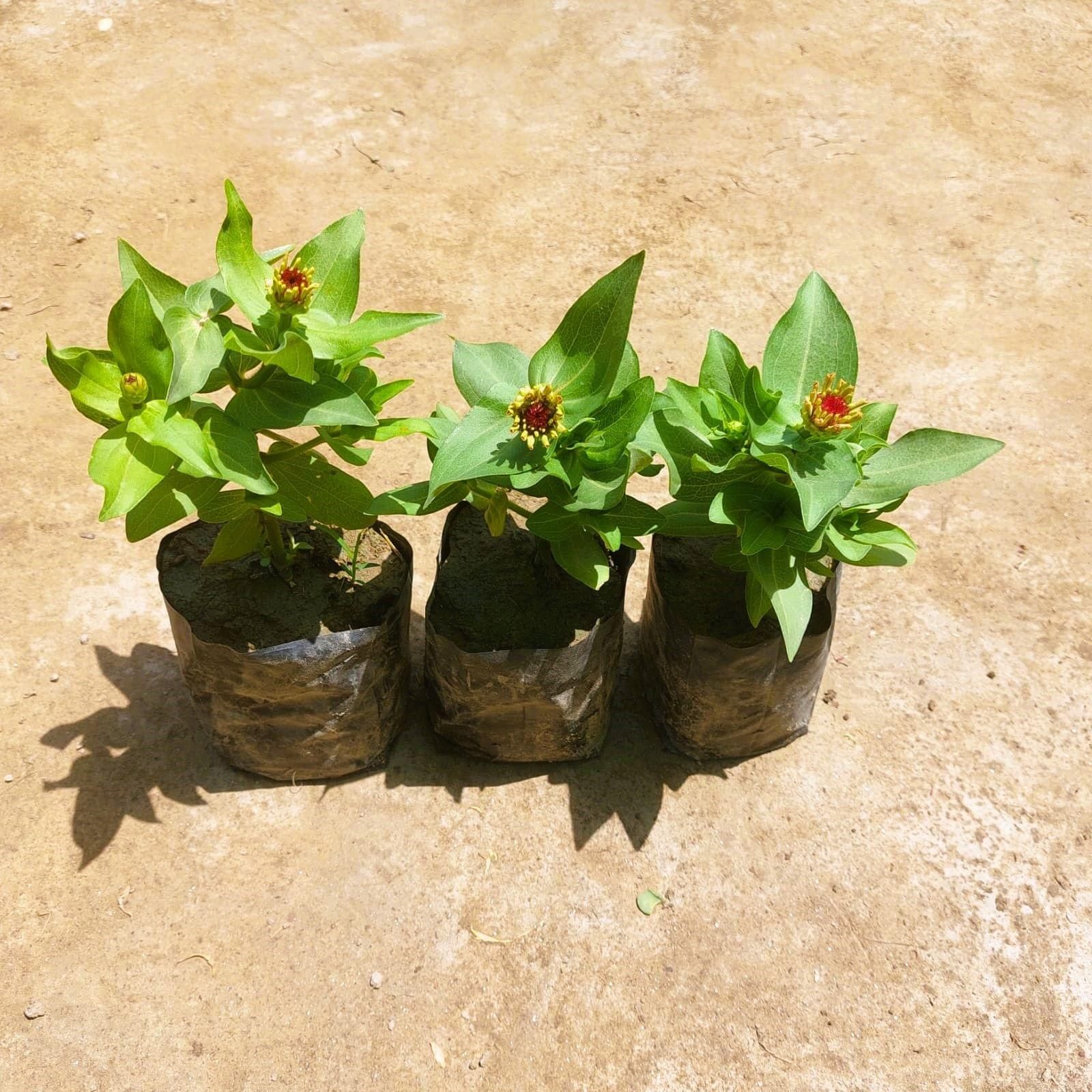 Set of 3 - Zinnia Double (any colour) in 3 Inch Nursery bag