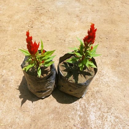 Buy Set of 2 - Celosia (any colour) in 3 Inch Nursery bag Online | Urvann.com