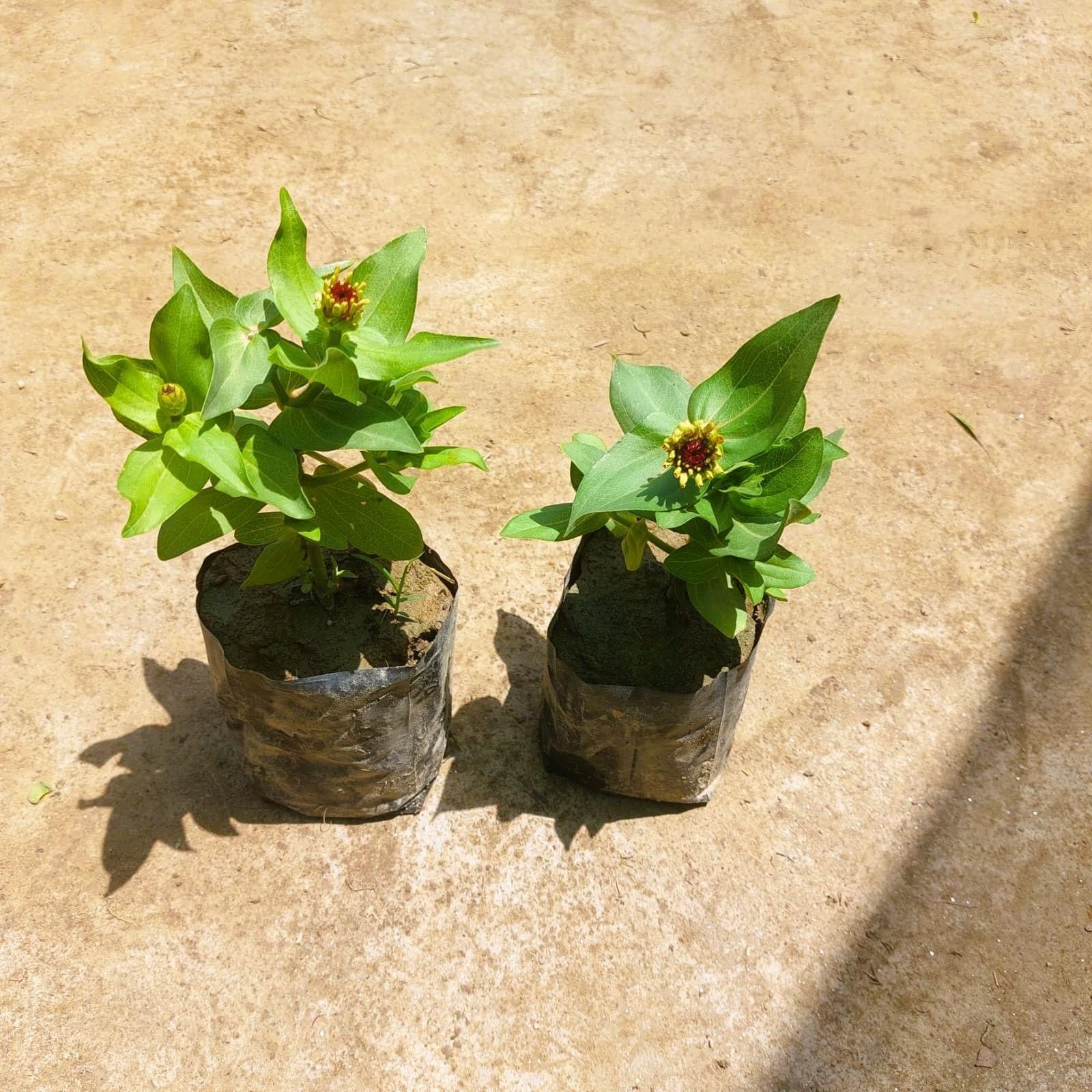 Set of 2 - Zinnia Double (any colour) in 3 Inch Nursery bag