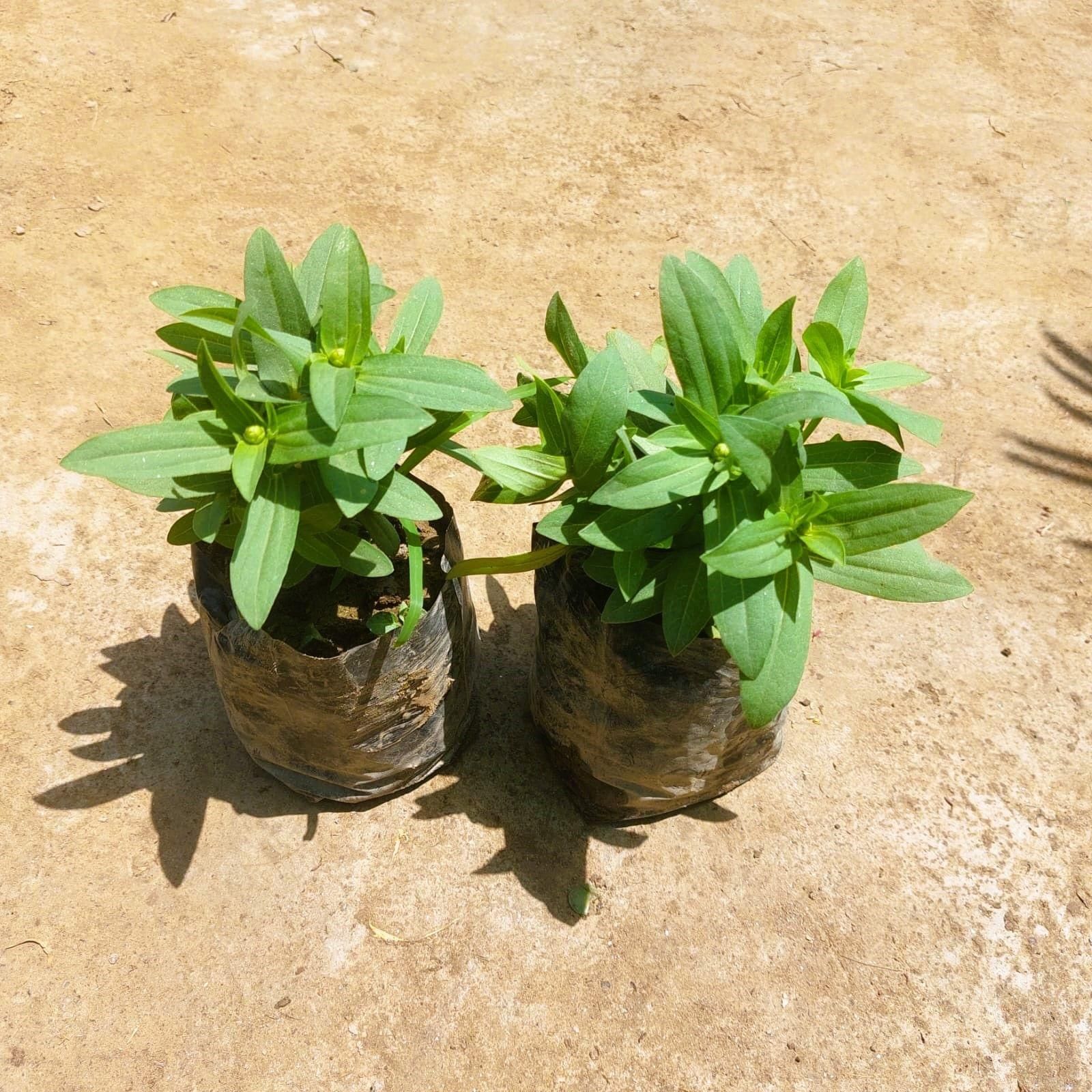 Set of 2 - Zinnia (any colour) in 3 Inch Nursery bag