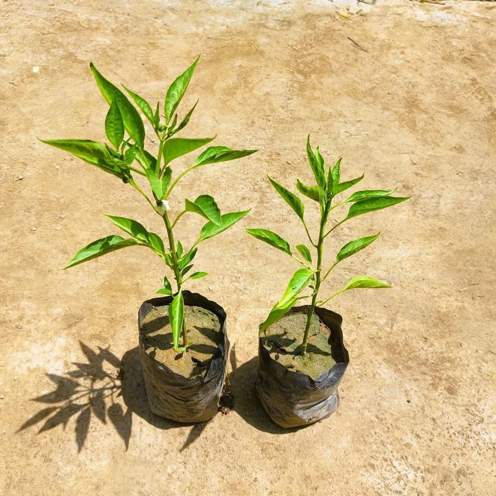 Set of 2 - Chilli / Mirchi Plant in 3 Inch Nursery bag