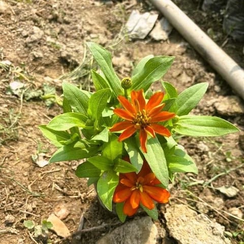 Zinnia (any colour) in 3 Inch Nursery bag