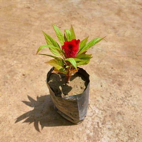 Celosia / Cockscomb (any colour) in 3 Inch Nursery bag