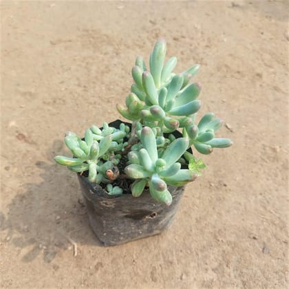 Buy Sedum Banana Succulent In 3 Inch Nursery Bag Online | Urvann.com