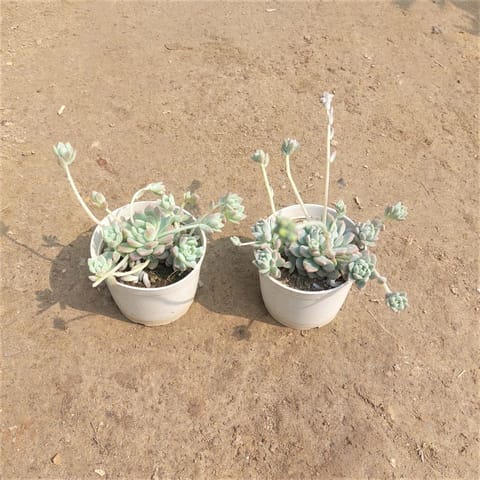 Set of 2 - Sedum Baske Succulent in 3 Inch Nursery Pot