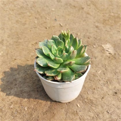 Buy Echeveria Green Succulent In 3 Inch Plastic Pot Online | Urvann.com