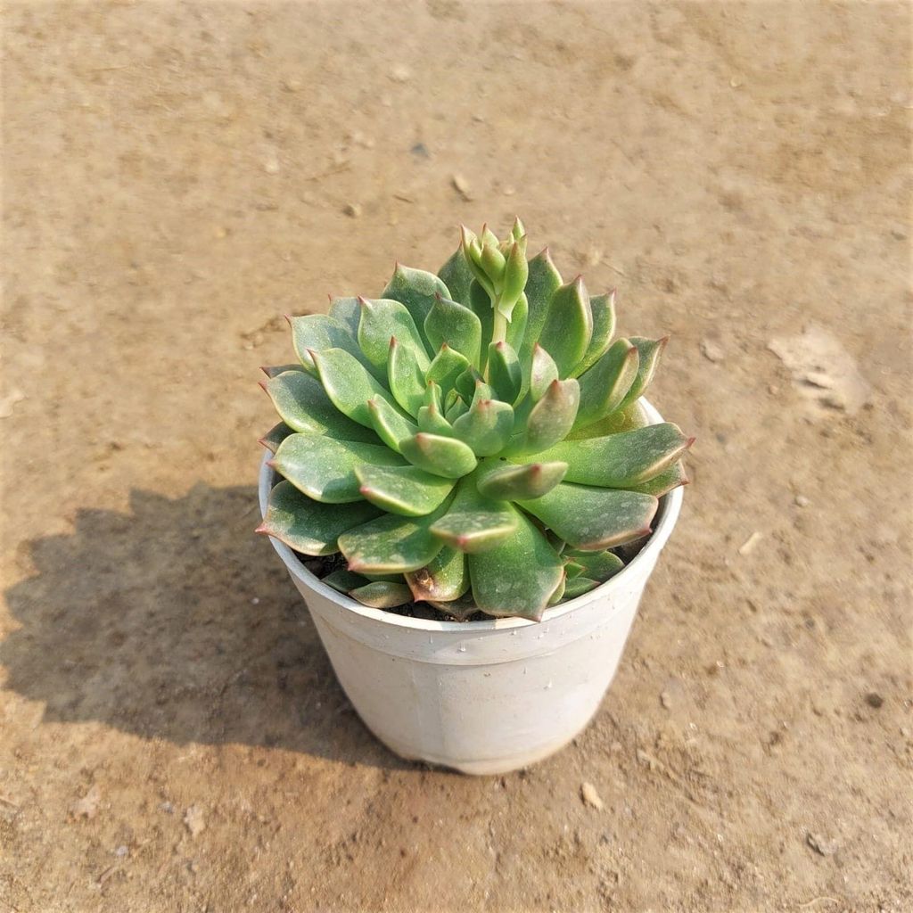 Buy Echeveria Green Succulent In 3 Inch Plastic Pot Online | Urvann.com Echeveria Green Succulent in 3 Inch Nursery Pot