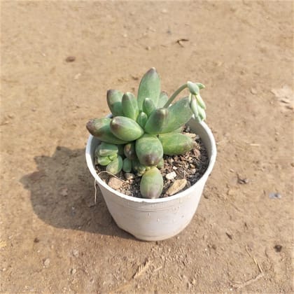Buy Pachyphytum Succulent In 3 Inch Plastic Pot Online | Urvann.com