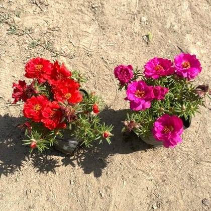 Set of 2 - Portulaca Moss Rose (Any Colour) in 3 Inch Nursery Bag