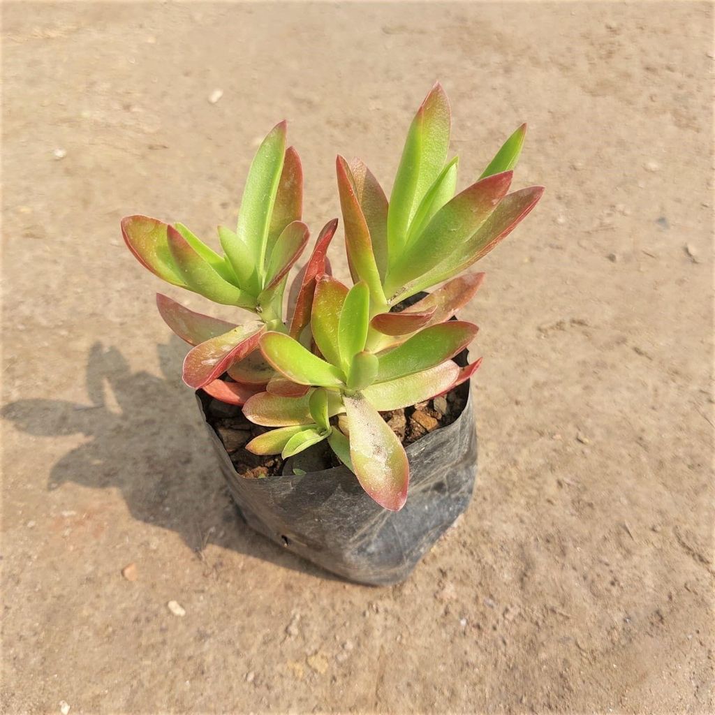 Buy Sedum Comphire Succulent In 3 Inch Nursery Bag Online | Urvann.com Sedum Comphire Succulent in 3 Inch Nursery Bag