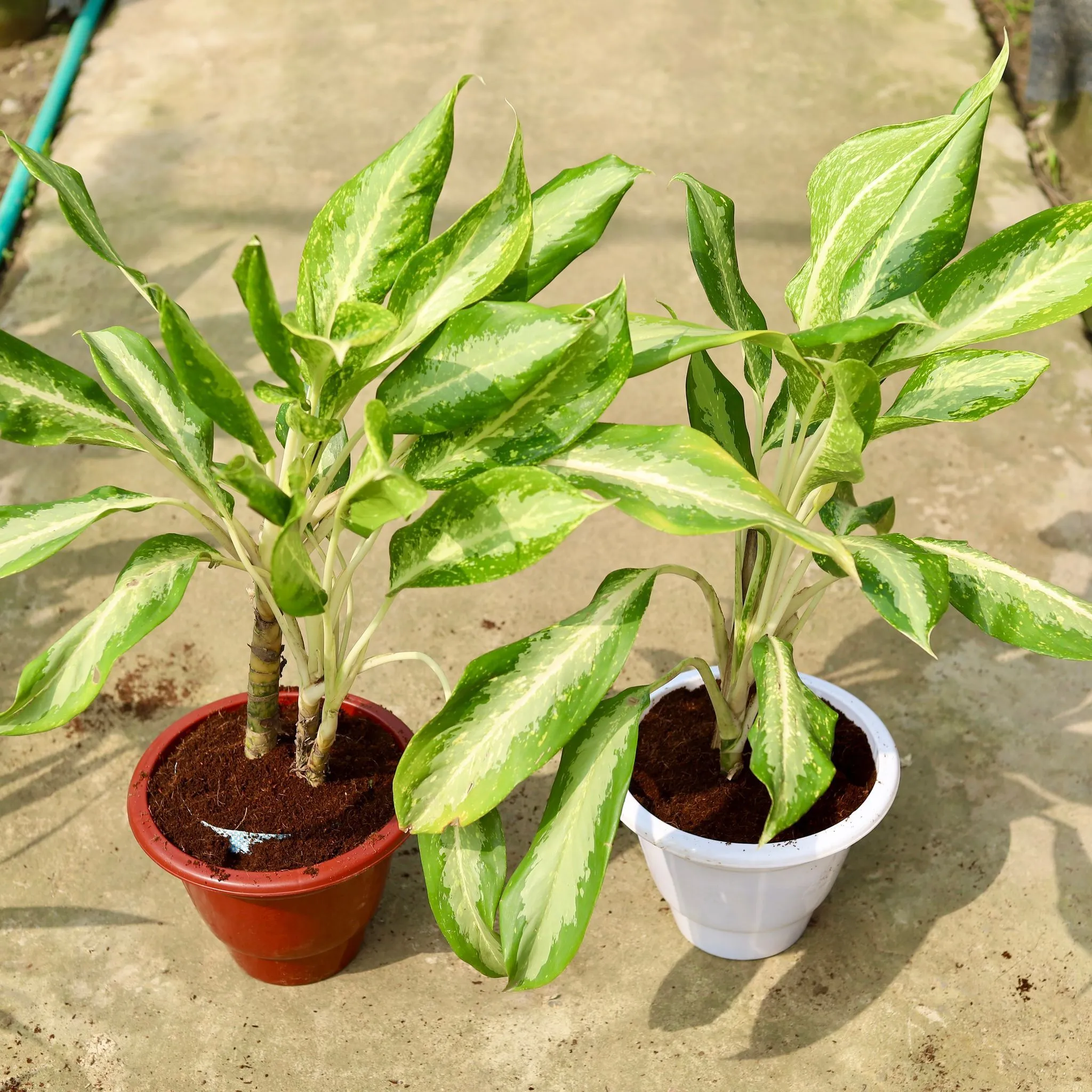 Set of 2 - Aglaonema Dove in 10 Inch Classy Red & White Plastic Pot