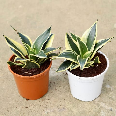 Set of 2 - Snake Dwarf in 6 Inch Red & White Nursery Pot