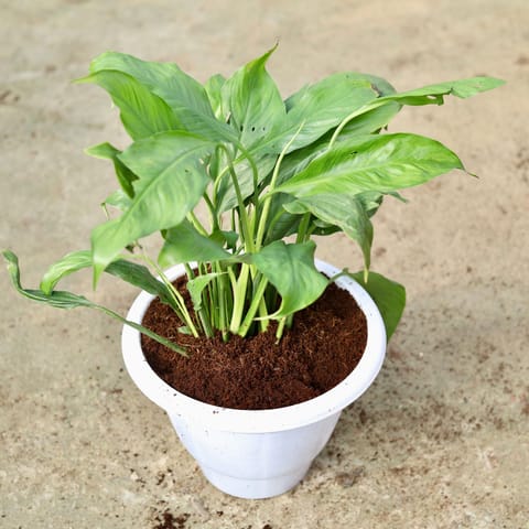Peace Lily (any colour) in 10 Inch Live Plant Classy White Plastic Pot