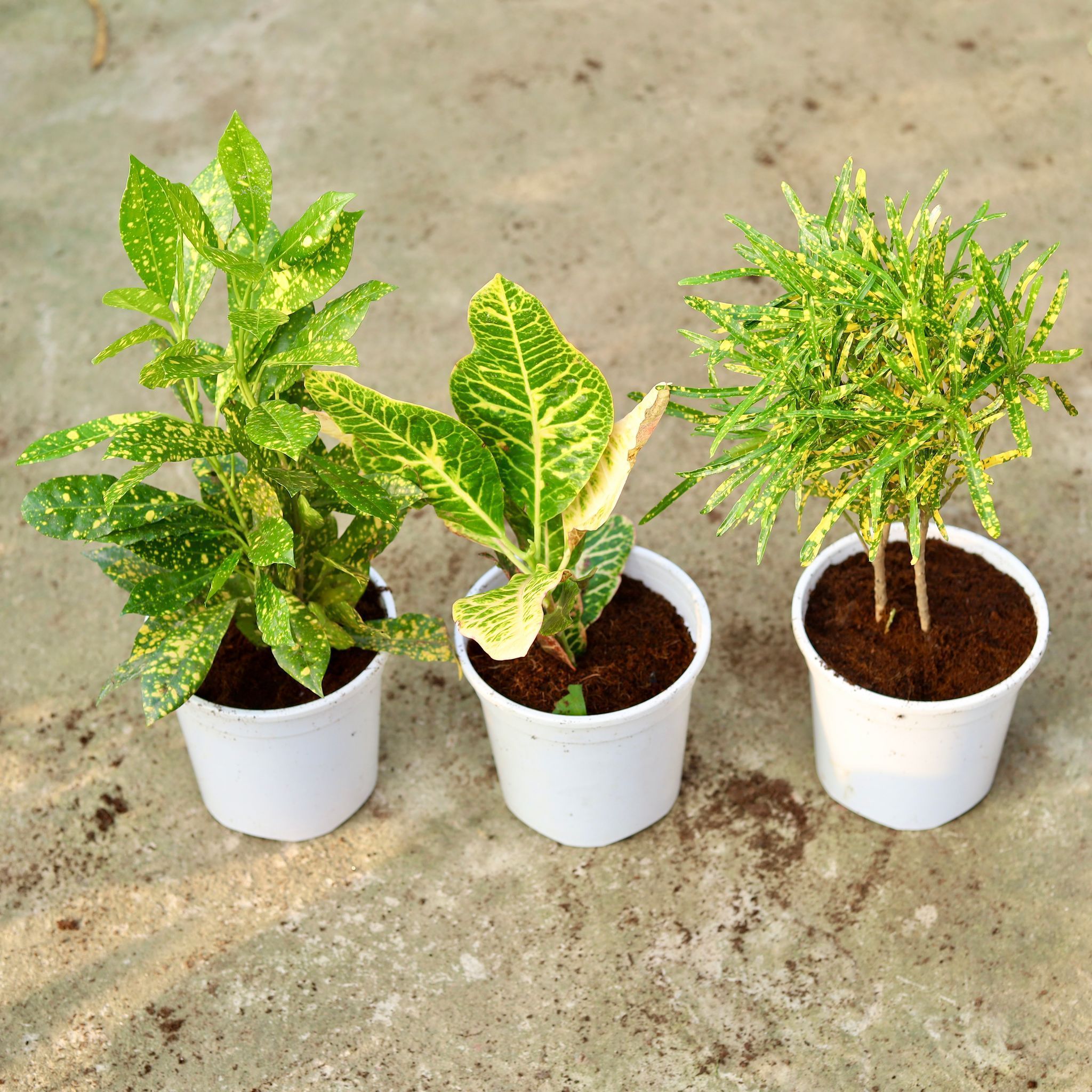 Set of 3 - Croton (Chironji, Oakleaf & baby) in 6 Inch White Nursery Pot