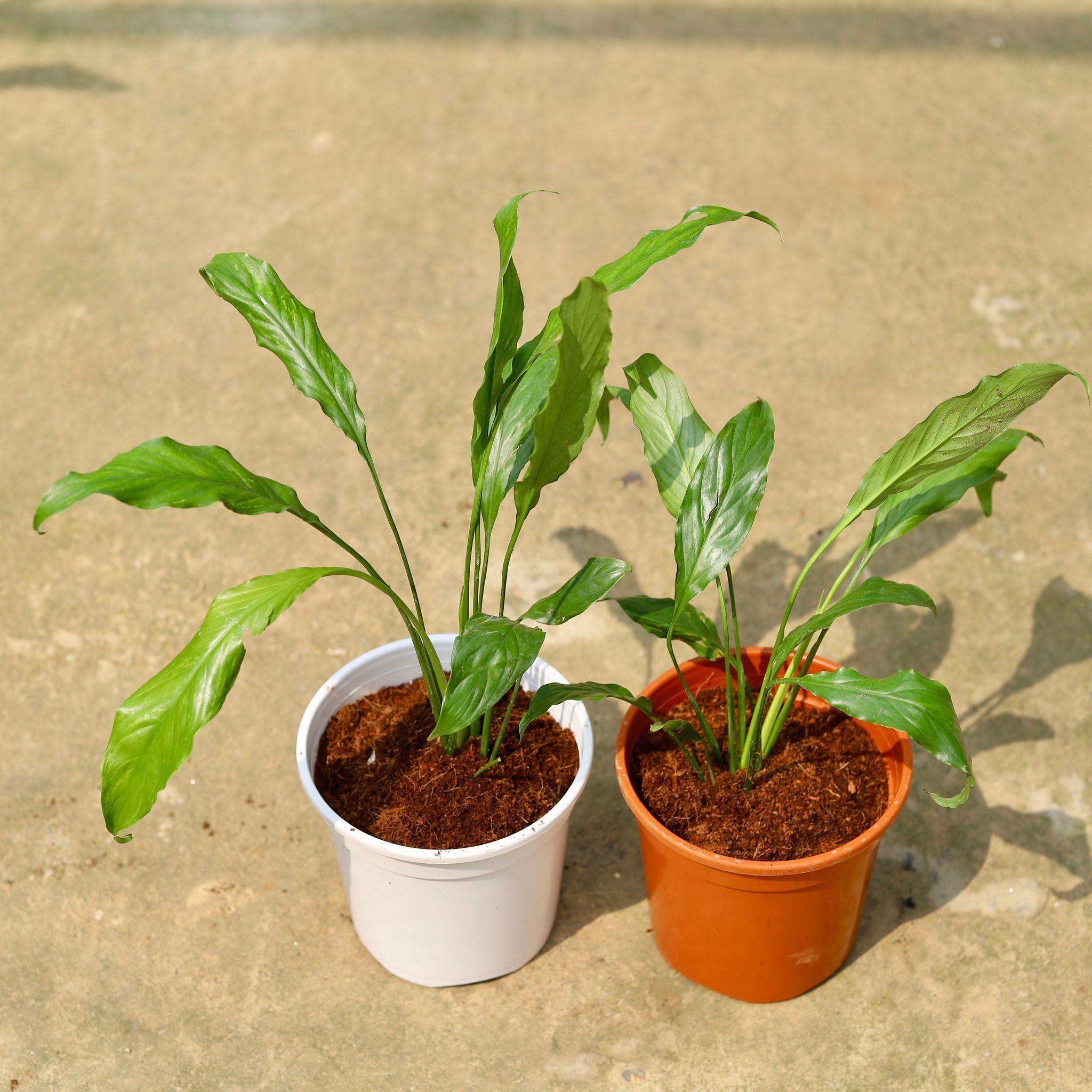 Set of 2 - Peace Lily (any colour) in 6 Inch Red & White Nursery Pot