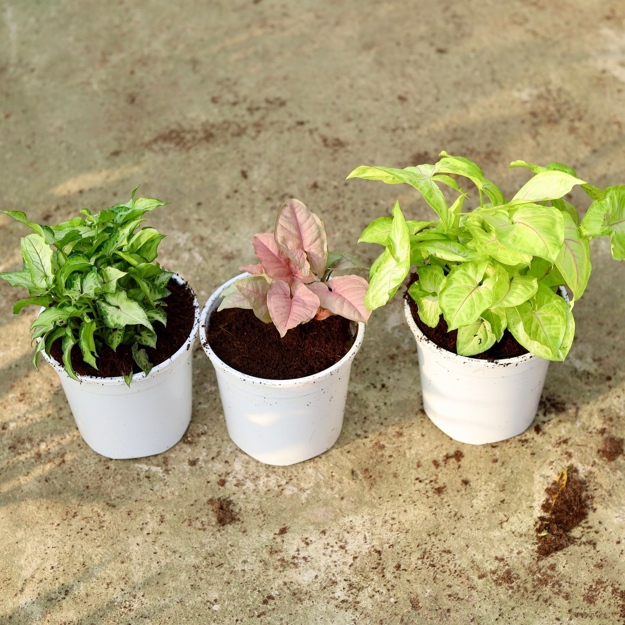 Set Of 3 - Syngonium (Yammi,Golden & Pink) in 5 Inch White Nursery Pot