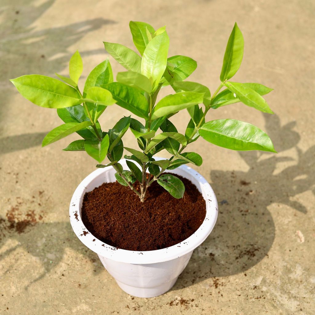 Ixora Pink in 10 Inch Classy Red Plastic Pot