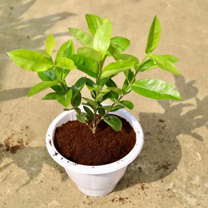 Buy Ixora Pink  In 10 Inch Classy Red Plastic Pot Online | Urvann.com