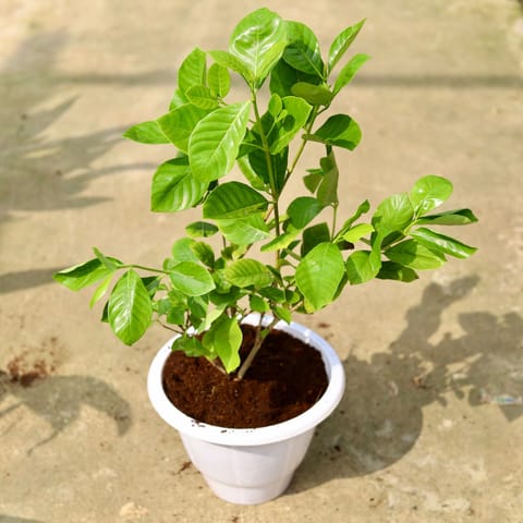 Gandhraj / Gardenia in 10 Inch Classy White Plastic Pot