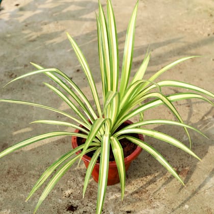 Buy Pandanus / Screwpine In 10 Inch Classy Red Plastic Pot Online | Urvann.com