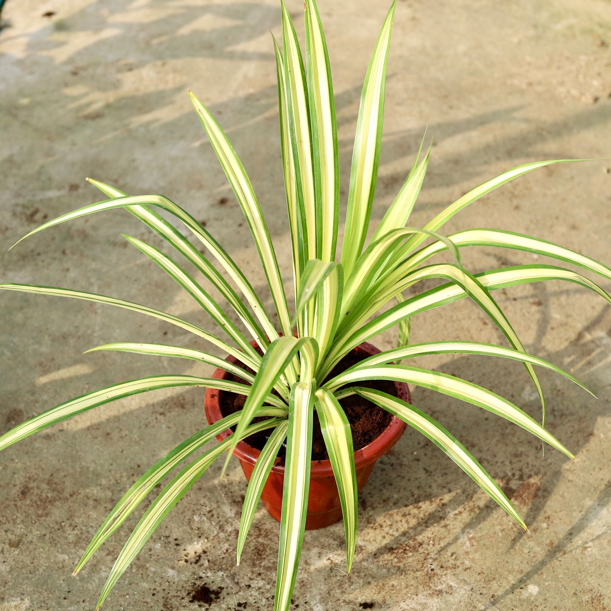 Pandanus / Screwpine in 10 Inch Classy Red Plastic Pot