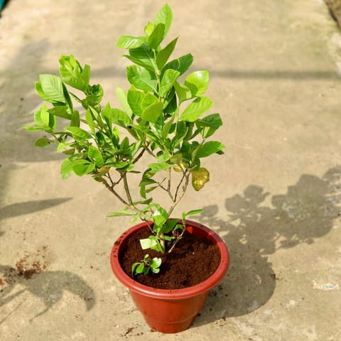 Gandhraj / Gardenia in 10 Inch Classy Red Plastic Pot