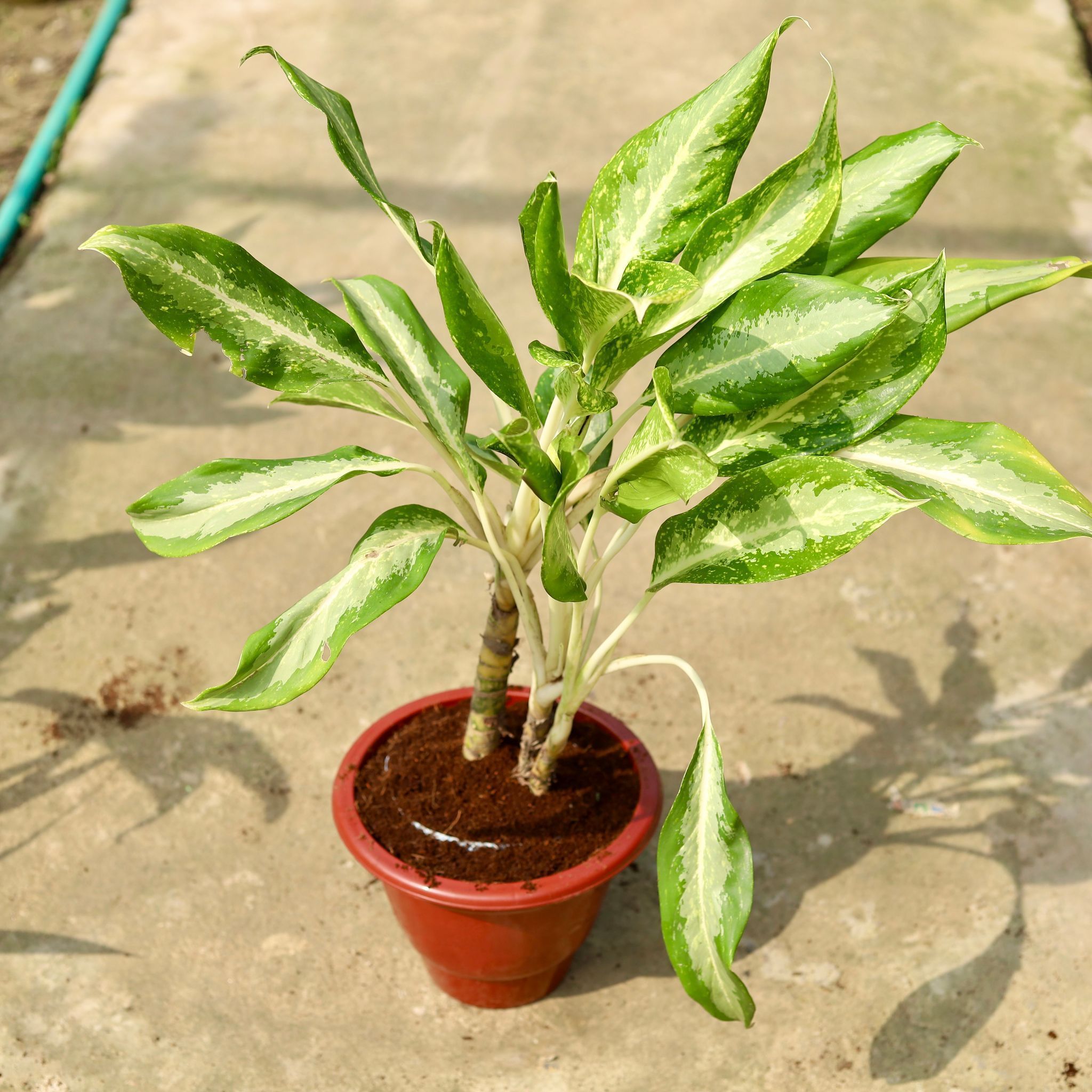Aglaonema Dove in 10 Inch Classy Red Plastic Pot