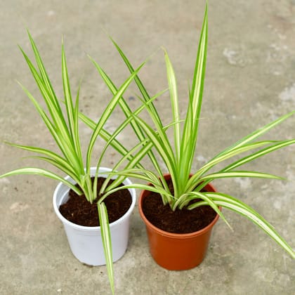 Buy Set of 2 - Pendanus / Screw pine In 6 Inch Red & White Nursery Pot Online | Urvann.com