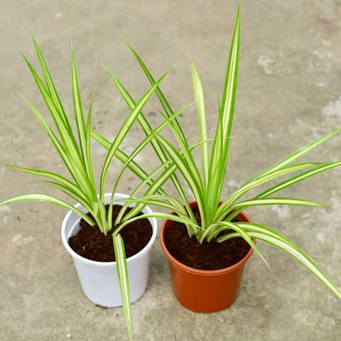 Set of 2 - Pandanus / Screwpine in 6 Inch Red & White Nursery Pot