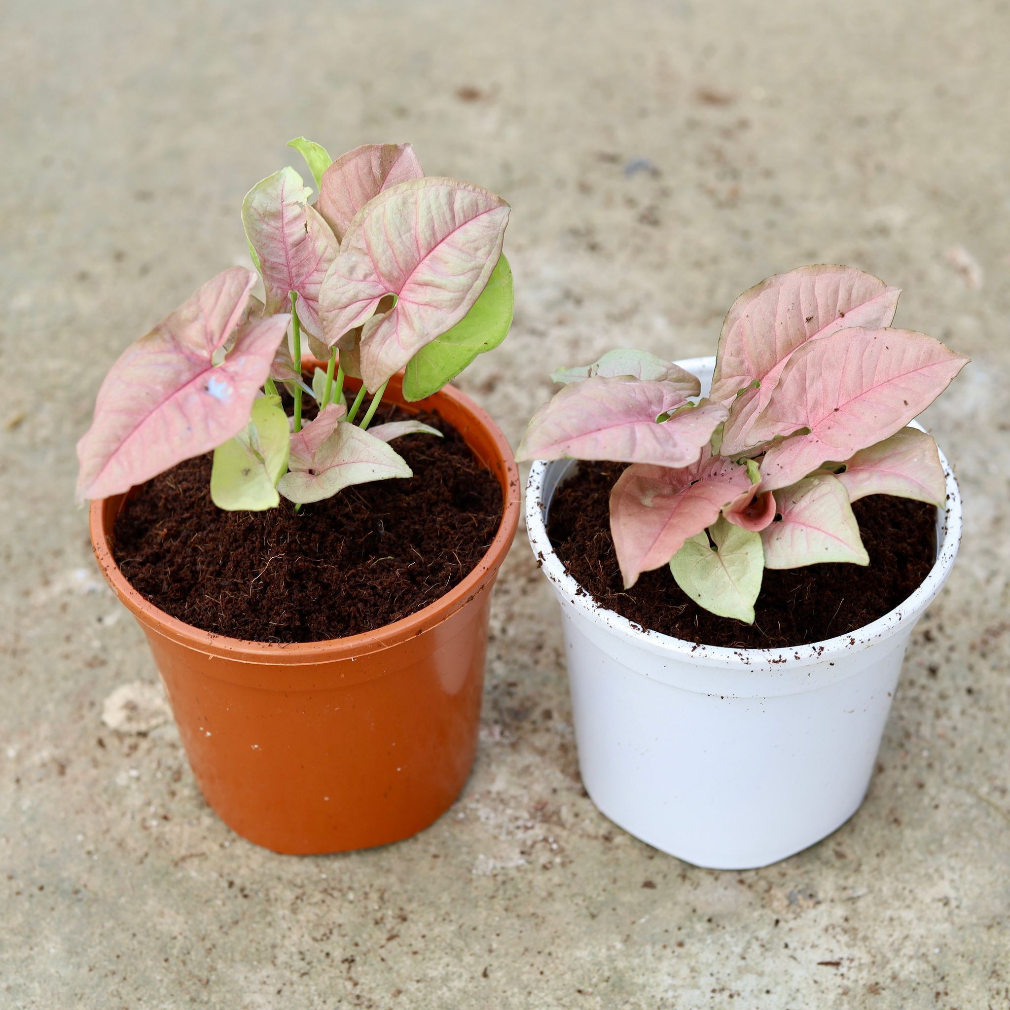 Set of 2 - Syngonium Pink in 6 Inch Red & White Nursery Pot