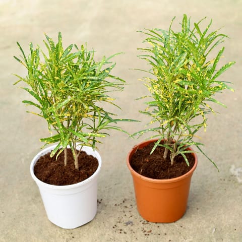 Set of 2 - Chironji Croton in 6 Inch Live Plant Red & White Nursery Pot
