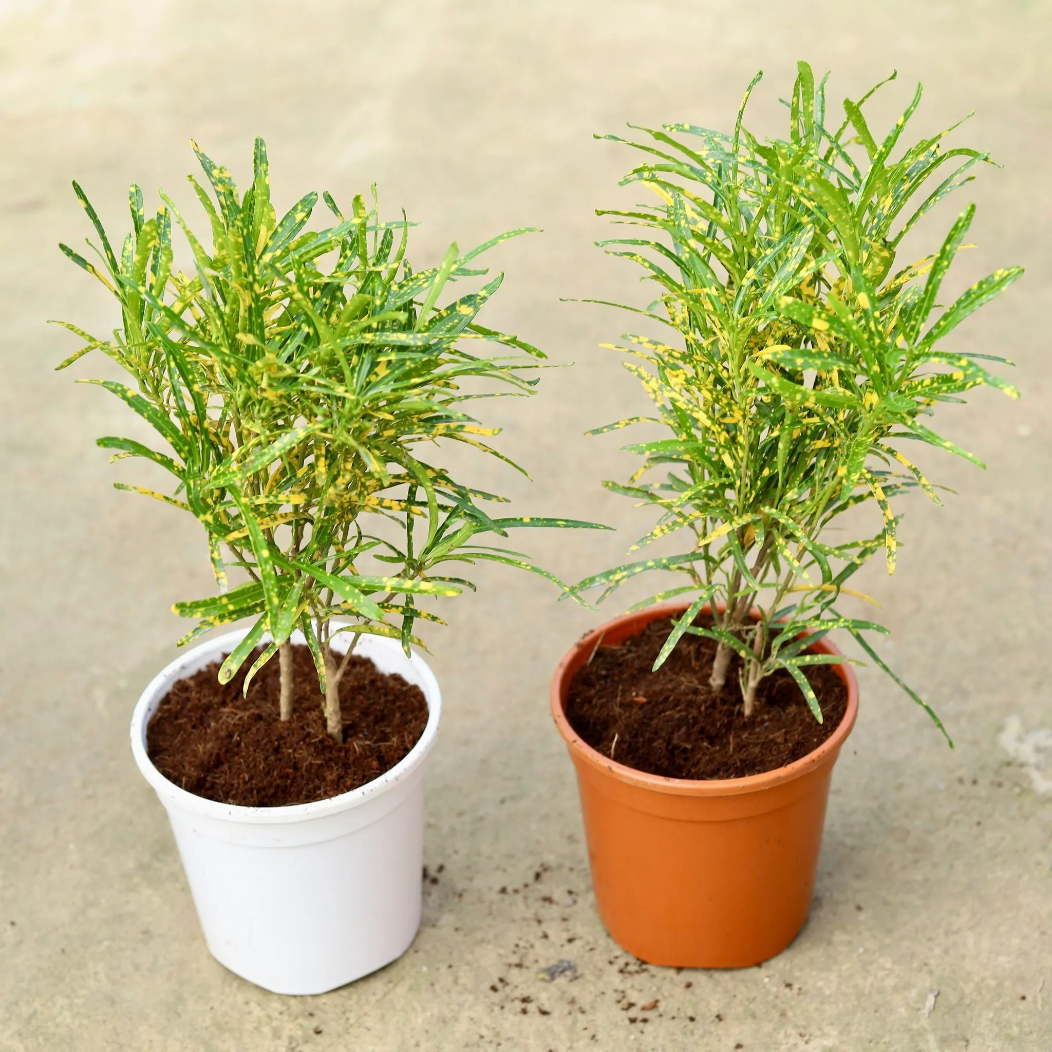 Set of 2 - Chironji Croton in 6 Inch Red & White Nursery Pot