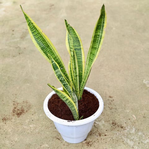 Snake Long Variegated in 10 Inch Classy White Plastic Pot