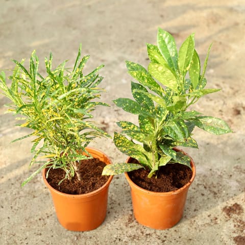 Set Of 2 - Croton Gold Star (Baby & Chironji) in 6 Inch Live Plant Red Nursery Pot