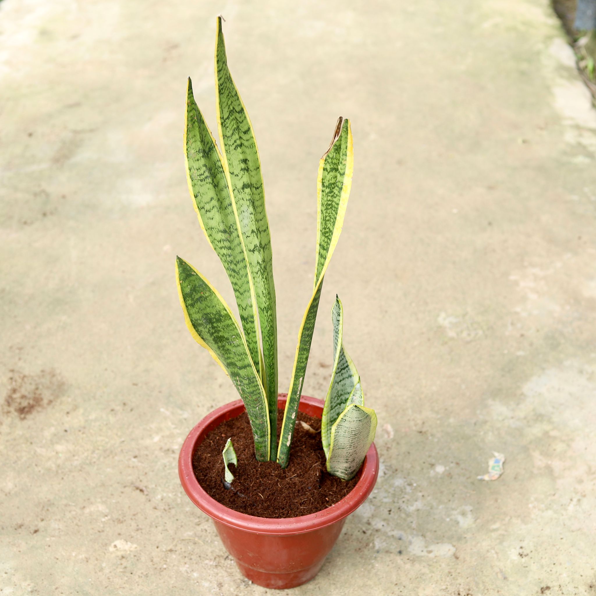 Snake Long Yellow in 10 Inch Classy Red Plastic Pot