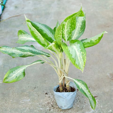 Aglaonema Dove in 7 Inch Live Fresh Plant Nursery bag in Sector 61
