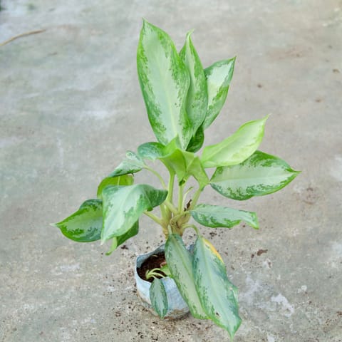 Aglaonema Emerald Bay in 7 Inch Live Plant Nursery bag