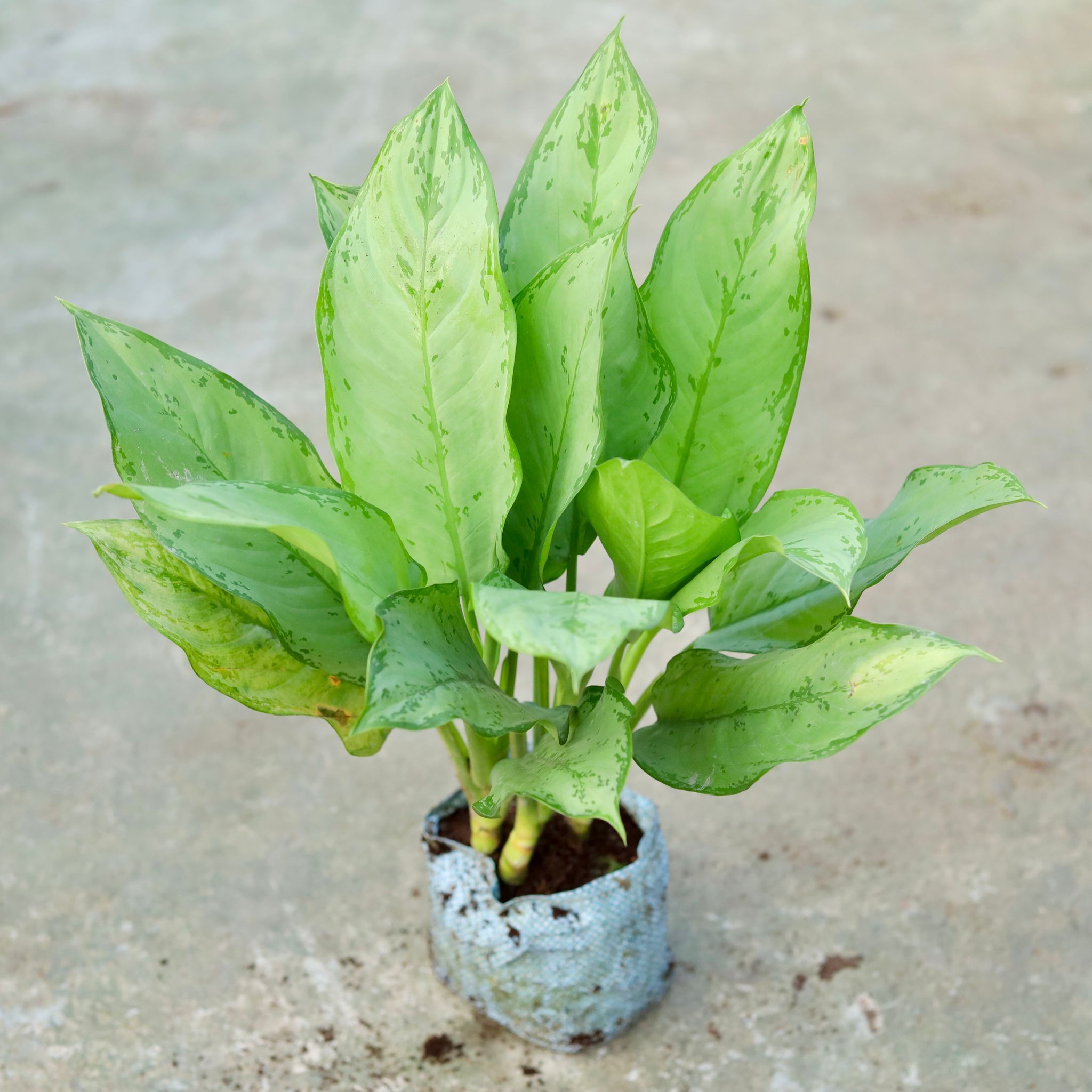 Aglaonema Maria Christiana in 7 Inch Nursery bag