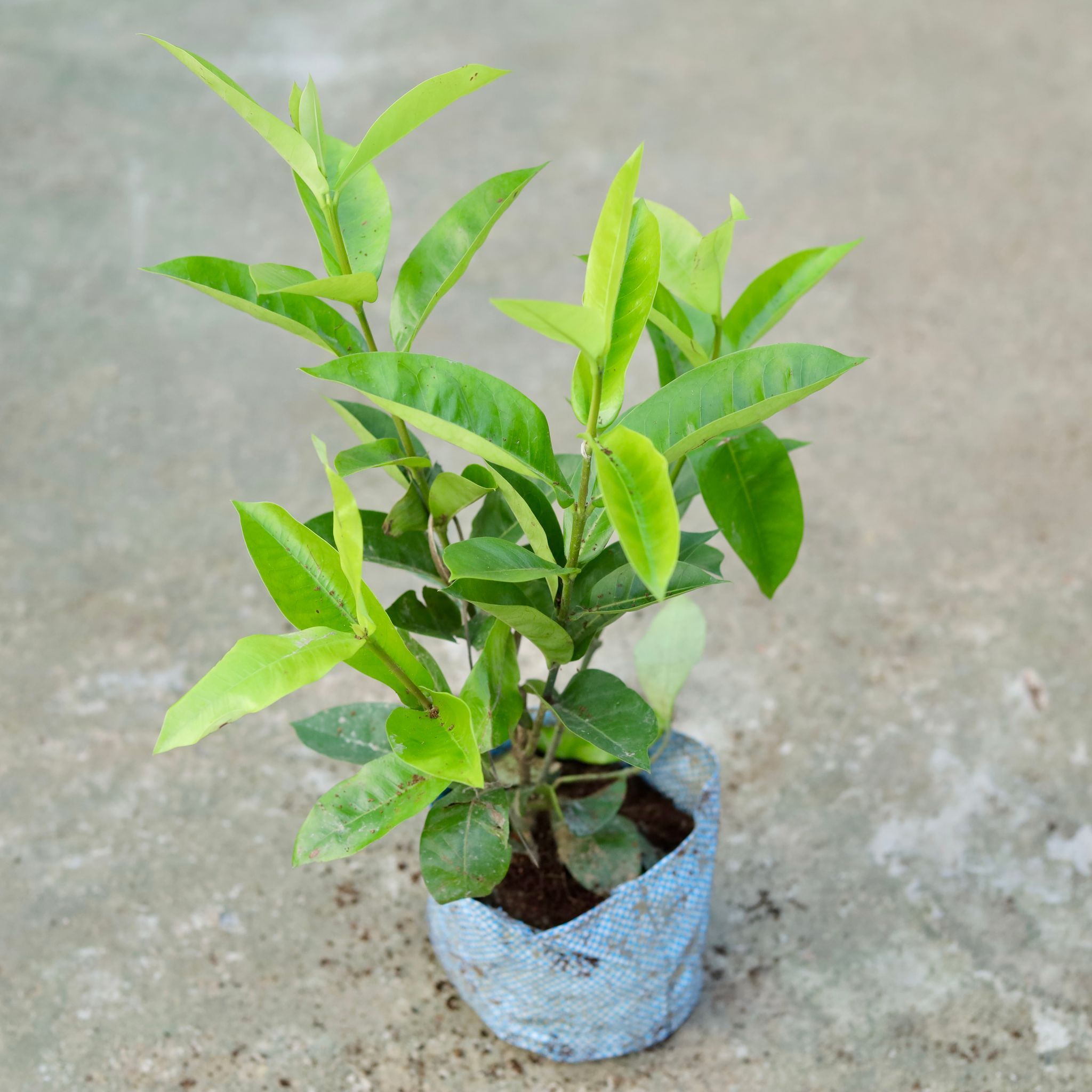 Ixora (any colour) in 5 Inch Nursery Bag